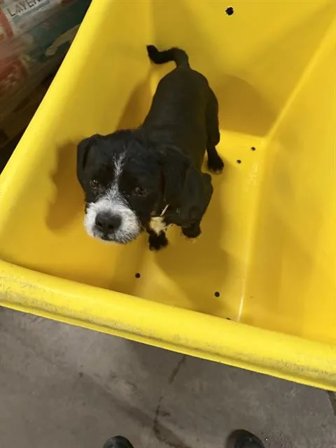 A young medium-sized male Mixed Breed dog named Sesame for adoption in Dallas, TX