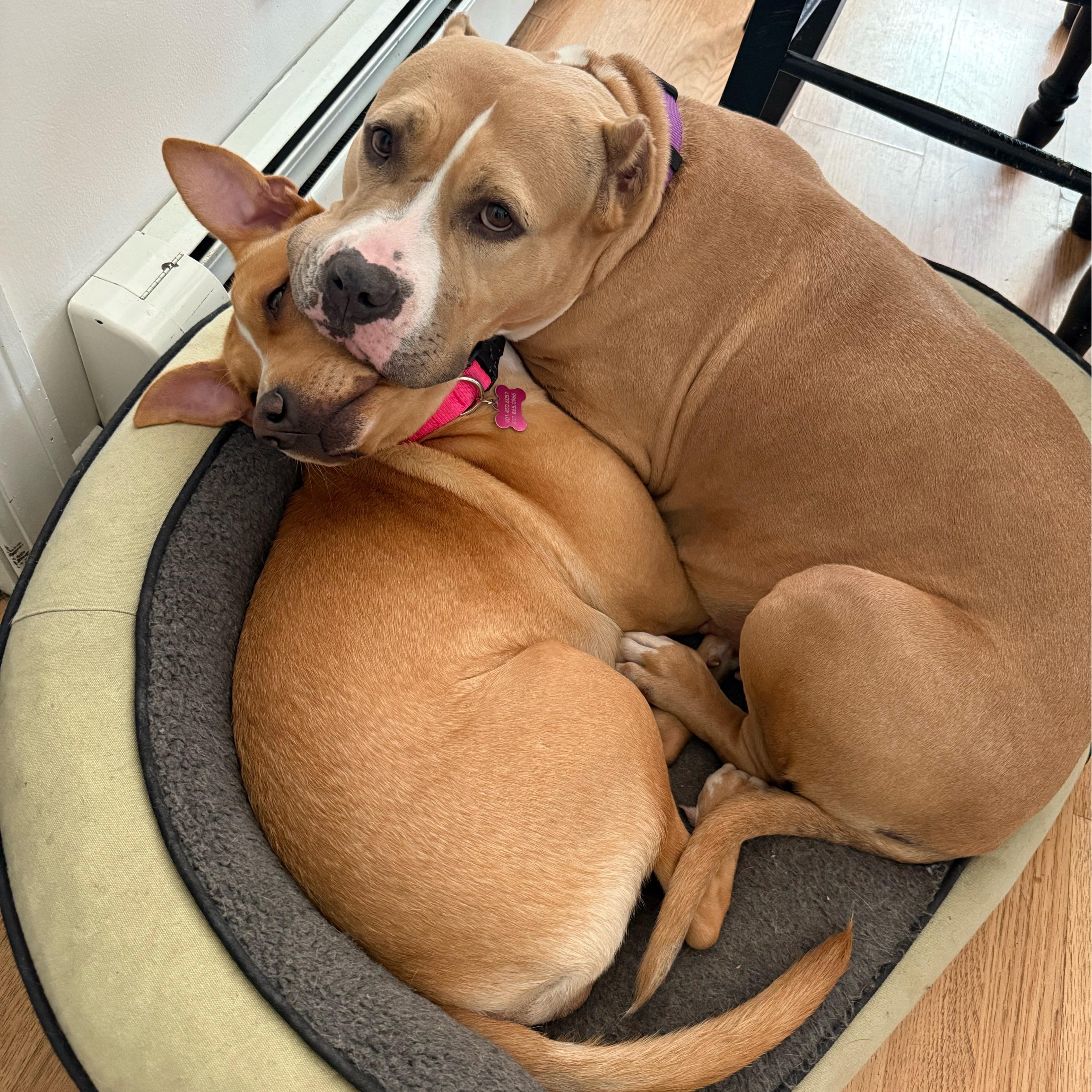 Charlotte thumbnail 5