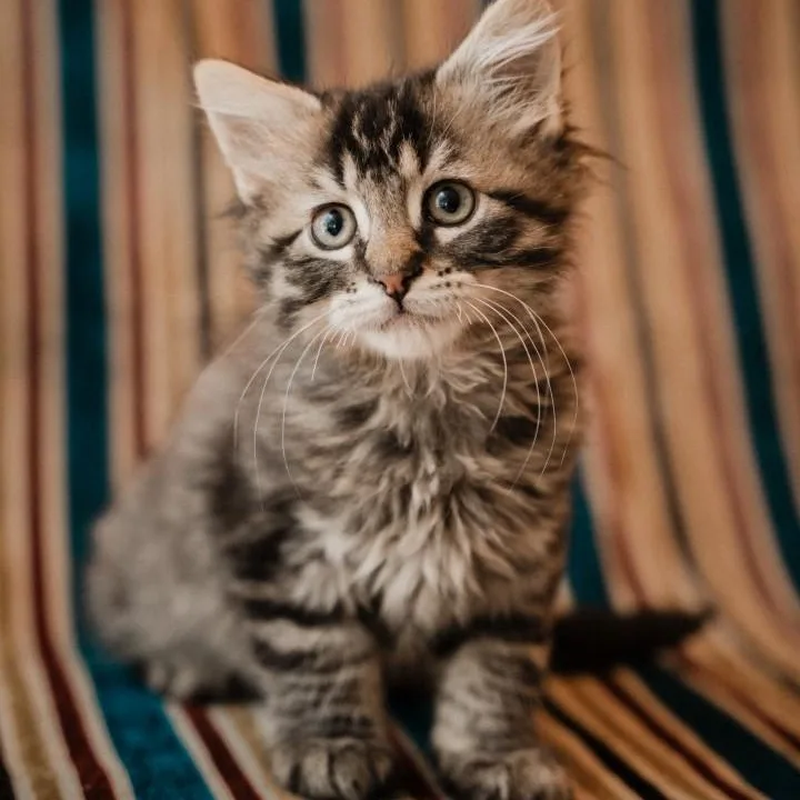 A baby small-sized male Tabby (Tiger Striped) Domestic Medium Hair cat named Earl Kreft Gutierrez for adoption in Morrison, CO