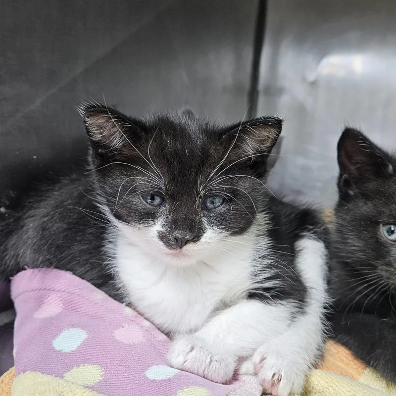 A baby small-sized male Black Domestic Short Hair cat named Cannoli for adoption in Ridgely, MD