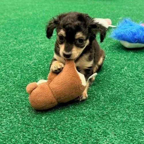 A baby small-sized male Chihuahua dog named Snickers for adoption in Henderson, NV
