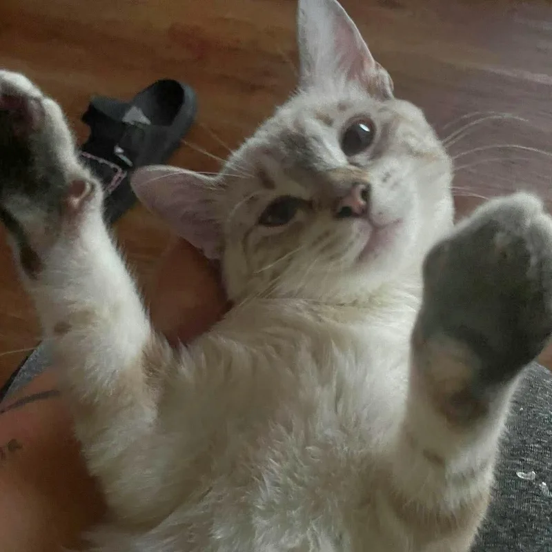 A baby medium-sized female Cream Point Siamese cat named Odette & Sarabi for adoption in Liverpool, TX