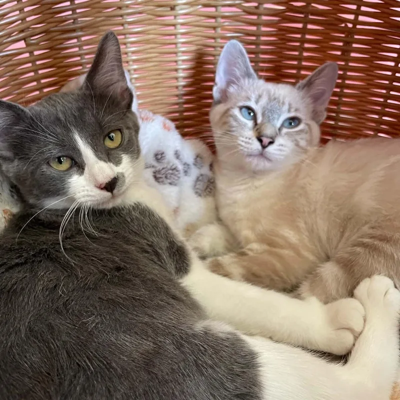 Odette & Sarabi thumbnail 3