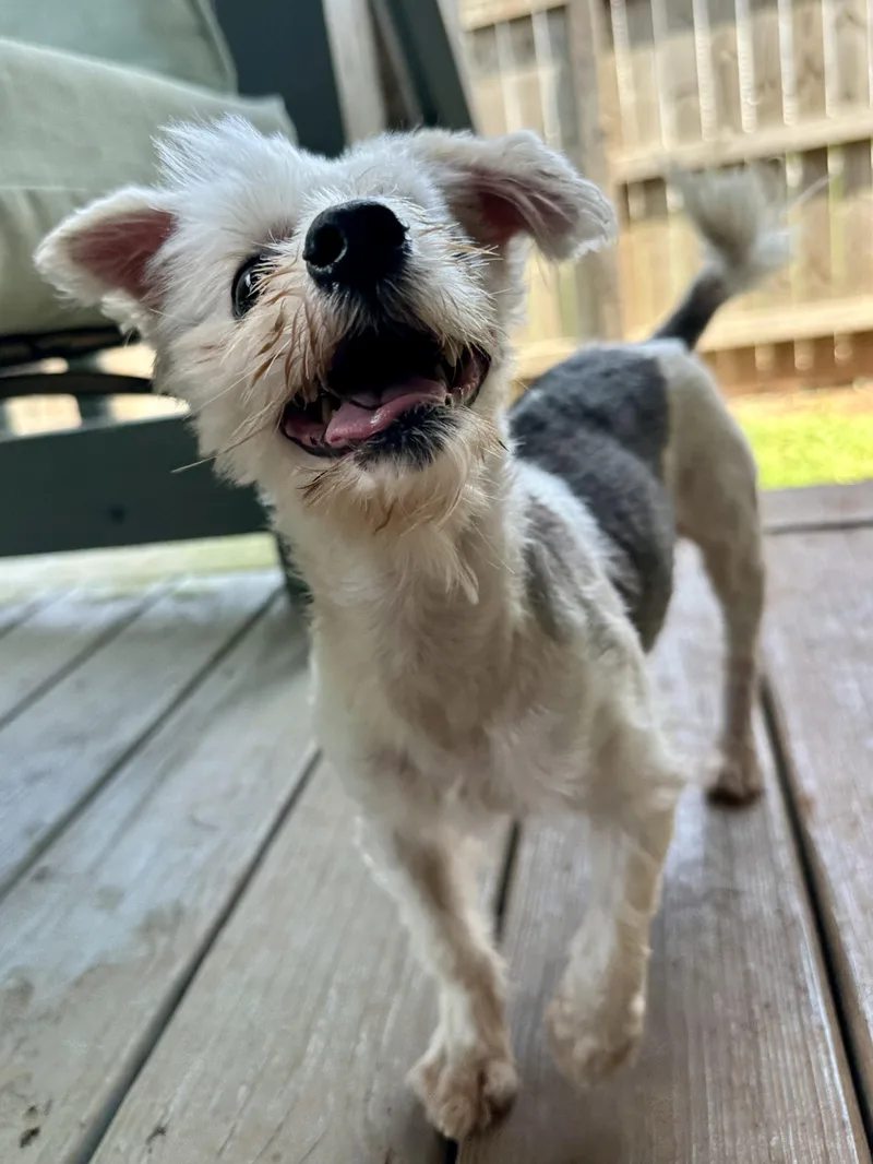 An adult small-sized male Tricolor (Brown, Black, & White) Yorkshire Terrier dog named Earl The Oneeyed Wonder for adoption in Lawrenceville, GA