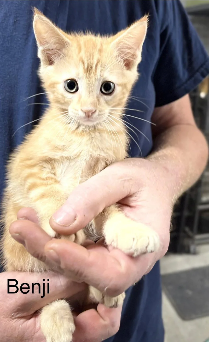 A young medium-sized male Orange / Red Domestic Short Hair cat named Benji for adoption in White Bluff, TN