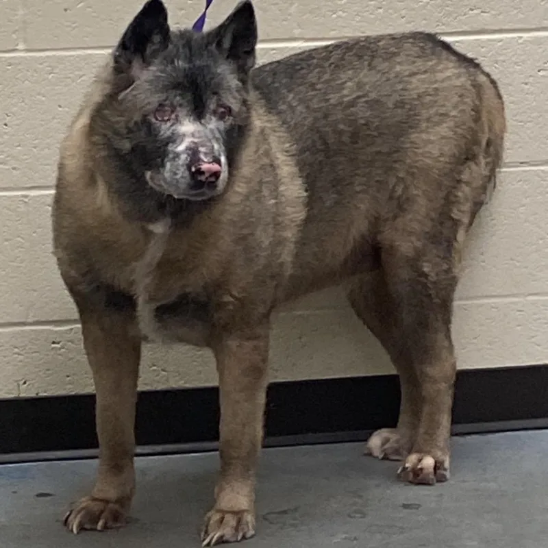 A senior large-sized female Brindle Mixed Breed dog named Sade for adoption in Memphis, TN
