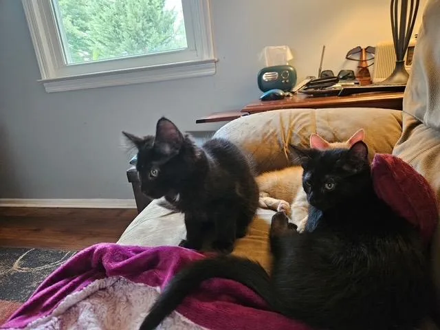 Inky & Ira