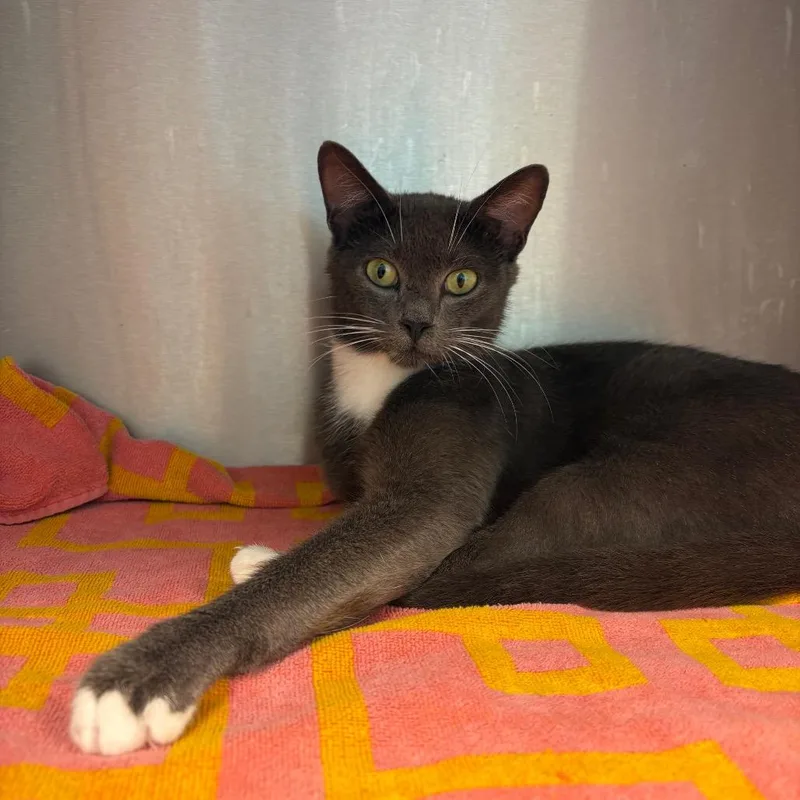 An adult medium-sized female Gray / Blue / Silver Domestic Short Hair cat named Gabbie for adoption in Englewood, FL