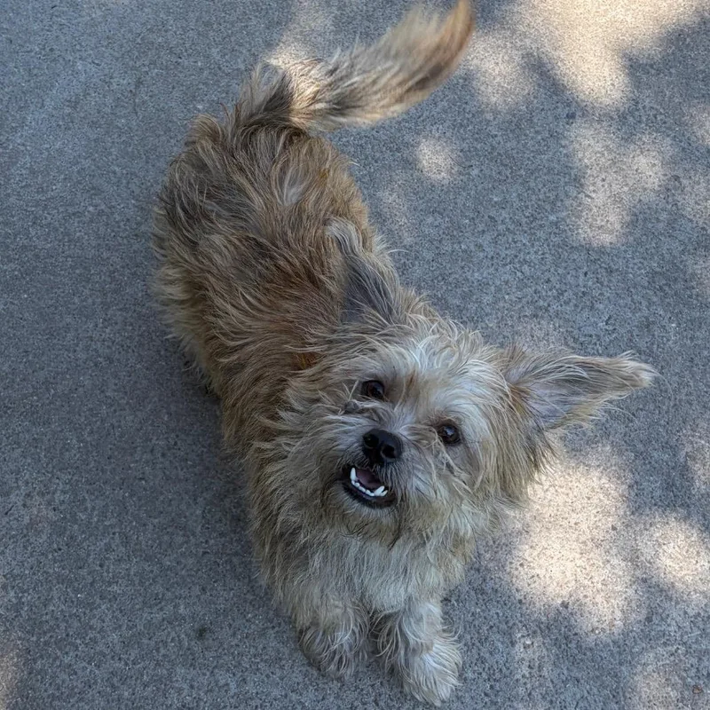 An adult small-sized male Yellow / Tan / Blond / Fawn Mixed Breed dog named Simon for adoption in Chesapeake, VA