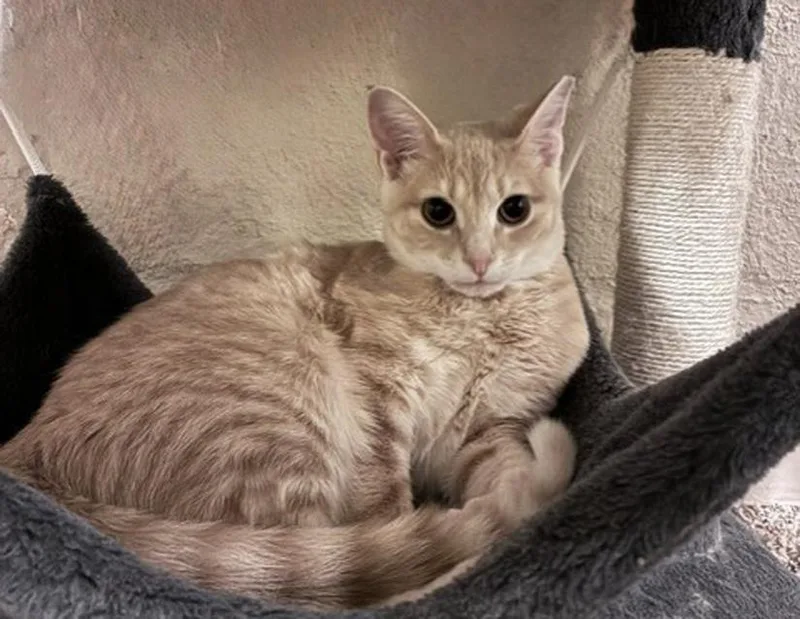 A young small-sized female Buff / Tan / Fawn Domestic Short Hair cat named Shelby for adoption in Columbus, IN