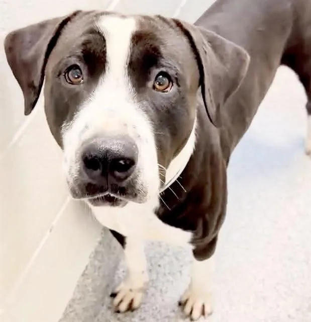 Tyson