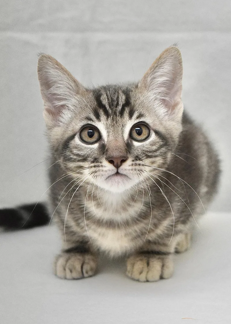 A baby medium-sized male Tabby (Gray / Blue / Silver) Domestic Short Hair cat named River for adoption in Dublin, CA