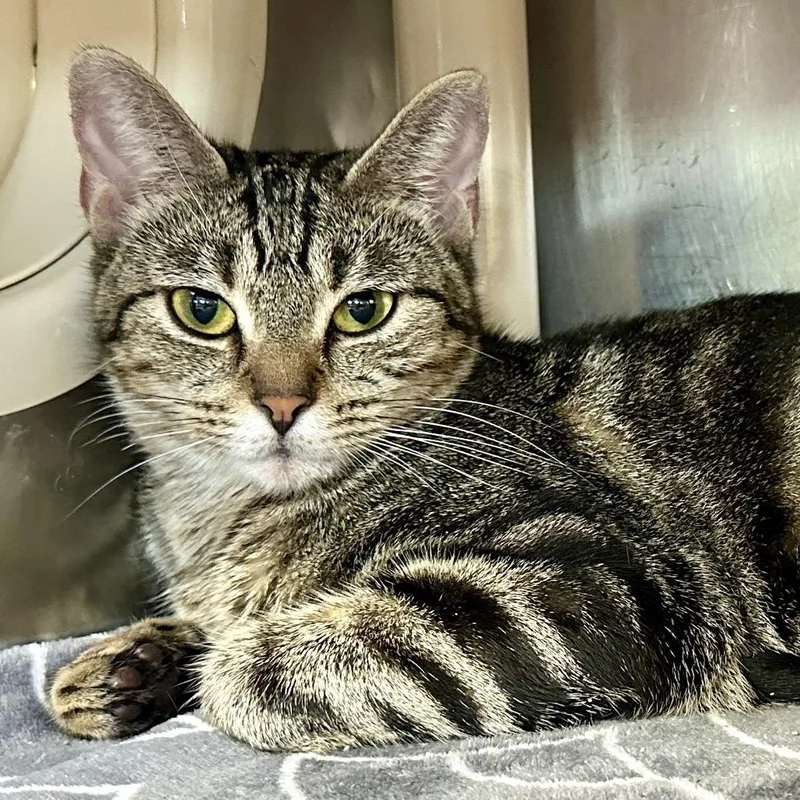 An adult medium-sized female Brown / Chocolate Domestic Short Hair cat named Venus for adoption in Austin, TX