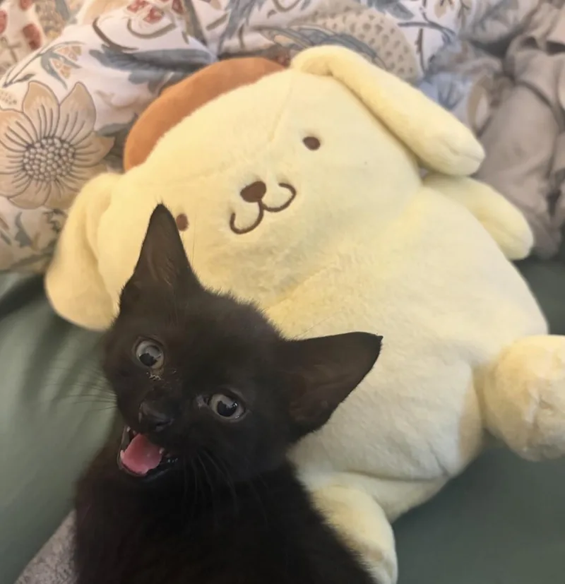A young medium-sized male Black Domestic Short Hair cat named Air Fryer for adoption in Fort Collins, CO