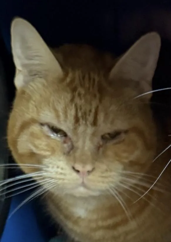 Chubbs thumbnail 2