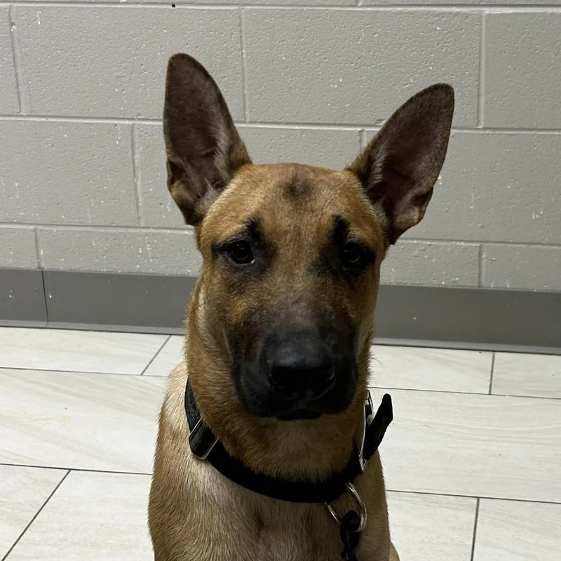 A young medium-sized male Brown / Chocolate German Shepherd Dog dog named Roscoe for adoption in Lufkin, TX