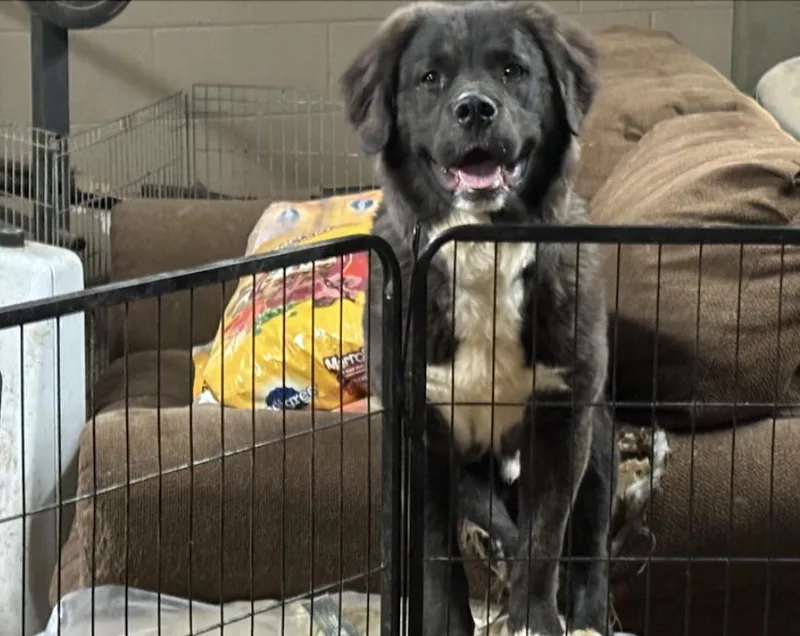 Lil' Bear thumbnail 2