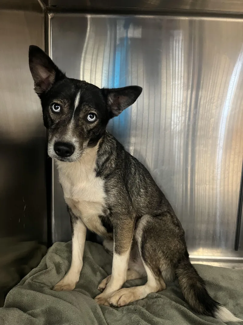 A young medium-sized male Husky dog named Coquette for adoption in San Pedro, CA