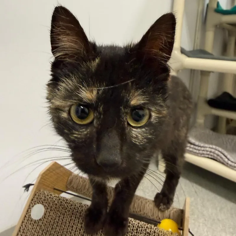 A young medium-sized female Tortoiseshell Domestic Short Hair cat named Favorite for adoption in Fort Bragg, CA