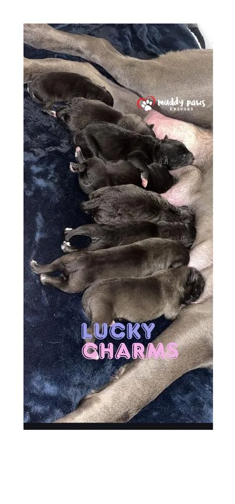 Lucky Charms Litter:  thumbnail 2