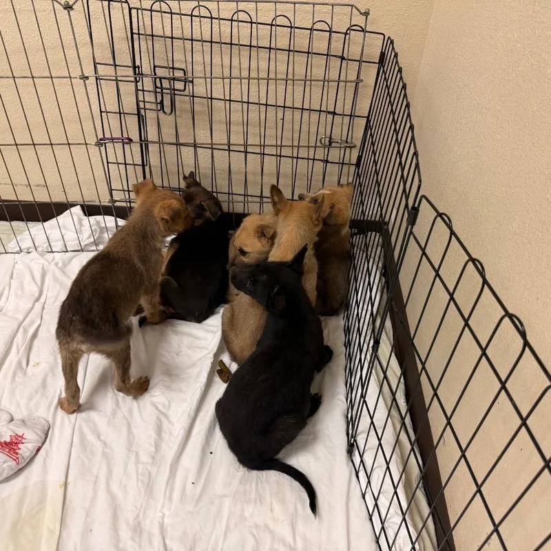 A baby small-sized female Yellow / Tan / Blond / Fawn Mixed Breed dog named Chisel for adoption in Flagstaff, AZ