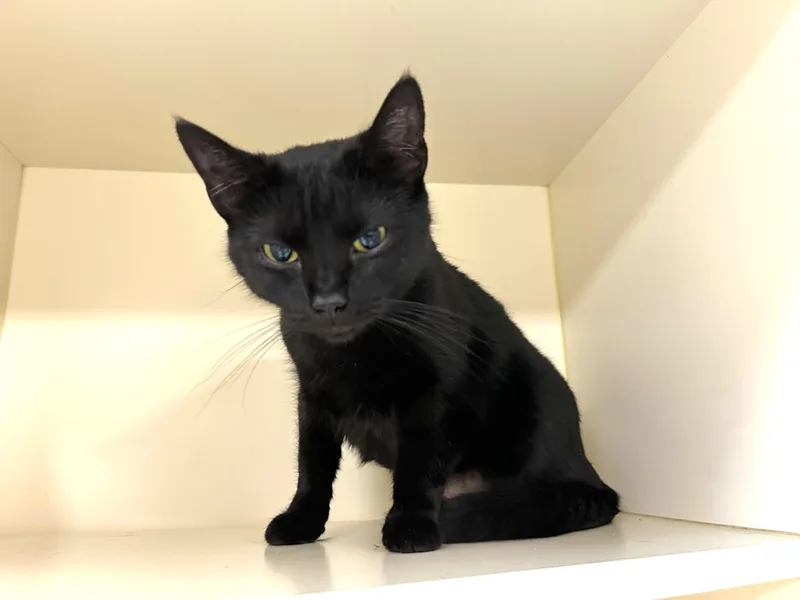 A young medium-sized female Black Domestic Short Hair cat named Luna for adoption in Elyria, OH
