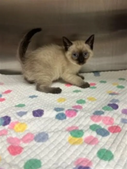 A baby small-sized male Domestic Short Hair cat named Nimbus for adoption in Norco, CA