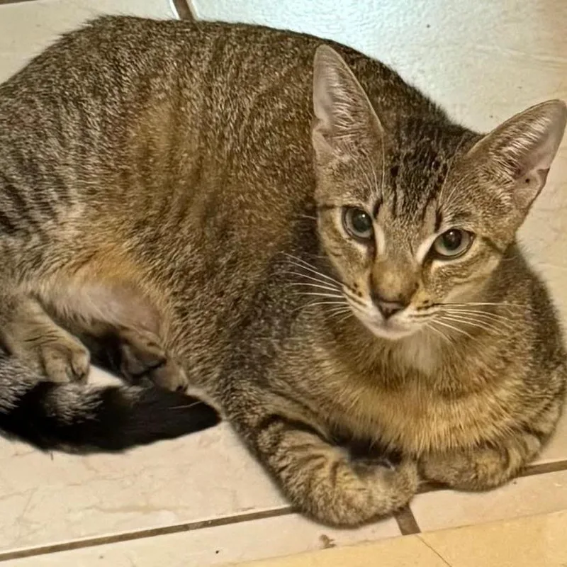 A young large-sized female Brown / Chocolate Domestic Short Hair cat named Bambi for adoption in Miami, FL