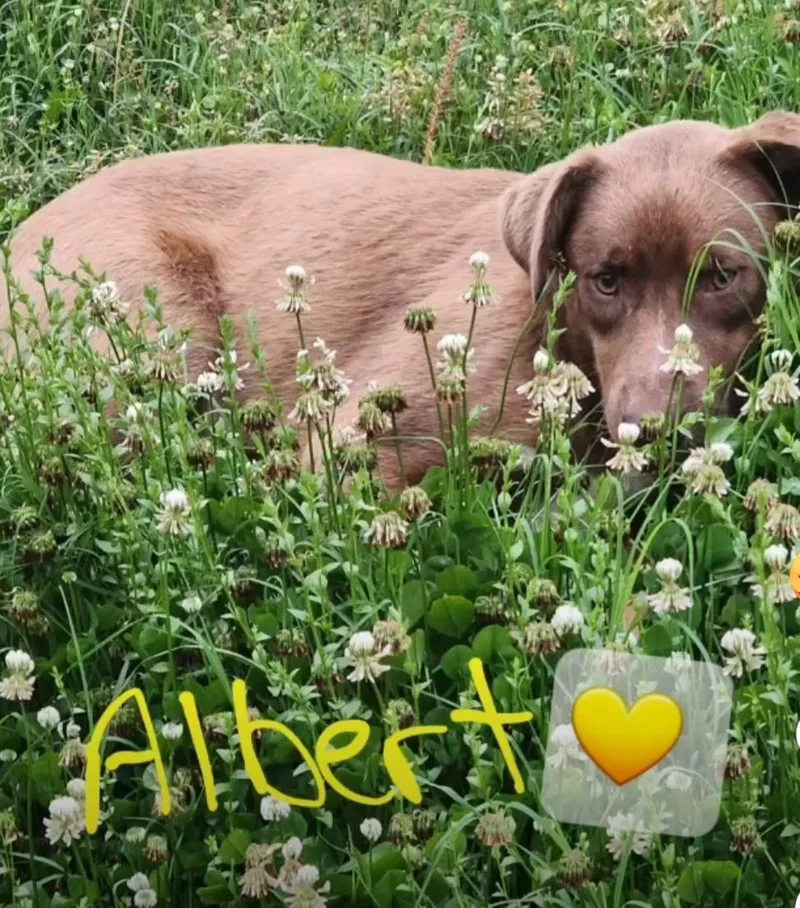 Albert – A Sweet thumbnail 4