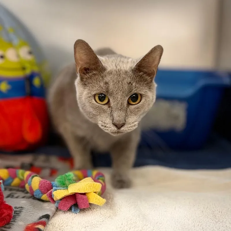 An adult medium-sized female Domestic Short Hair cat named Phoebe for adoption in Portage, MI
