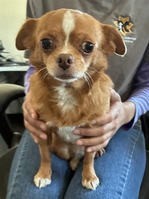 An adult small-sized female Chihuahua dog named Unknown for adoption in Rancho Cucamonga, CA