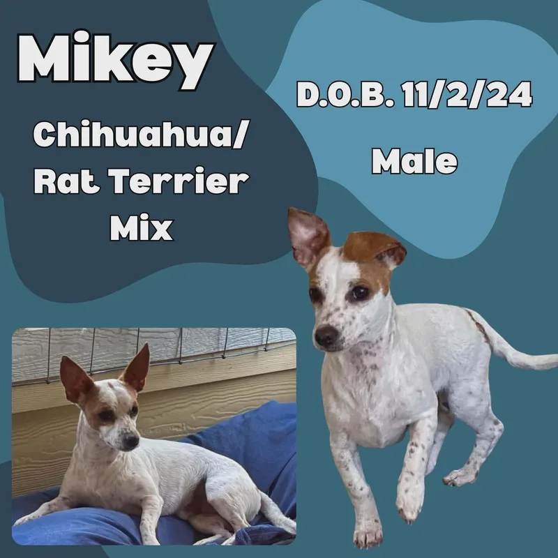A young small-sized male White / Cream Chihuahua dog named Mikey for adoption in Caldwell, TX