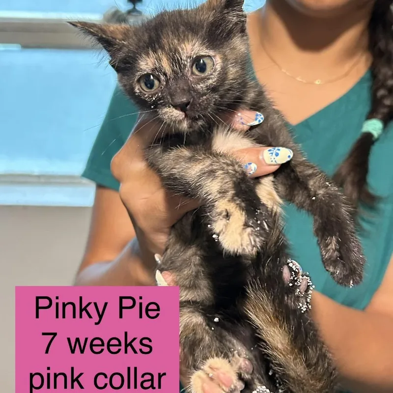 A baby small-sized female Tortoiseshell Domestic Short Hair cat named Pinkie Pie for adoption in Tampa, FL