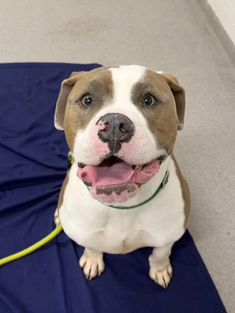 An adult large-sized male Brown / Chocolate Mixed Breed dog named Charlie for adoption in Alexandria, VA