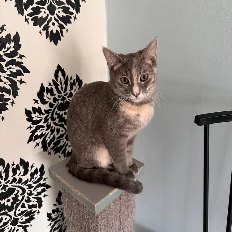 A young small-sized female Domestic Short Hair cat named Zoey for adoption in Greensburg, PA