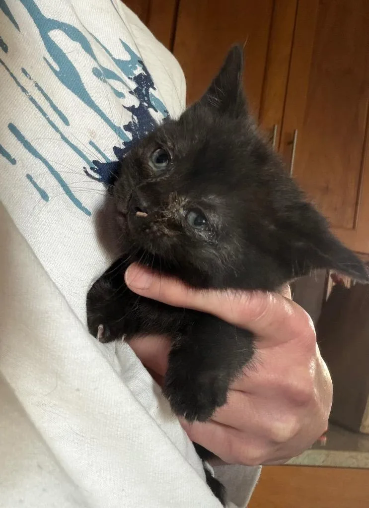 A baby small-sized male Domestic Short Hair cat named Lil Bear for adoption in Glenfield, NY