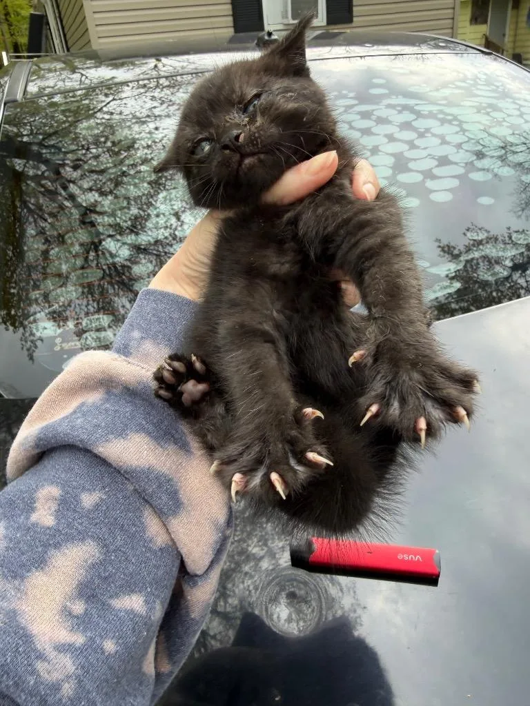 Lil Bear thumbnail 3