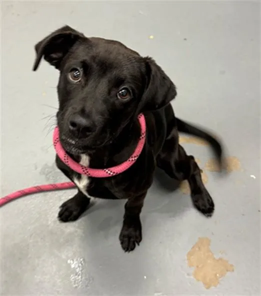 A baby large-sized female Pit Bull Terrier dog named Janice for adoption in Peoria, IL