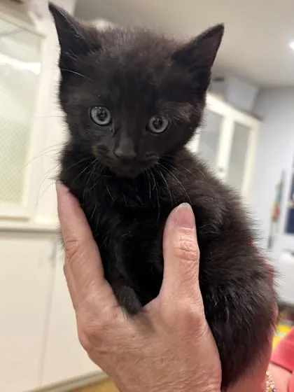 A baby small-sized male Black Domestic Short Hair cat named Deltoid At Petsmart In for adoption in Bishop, GA