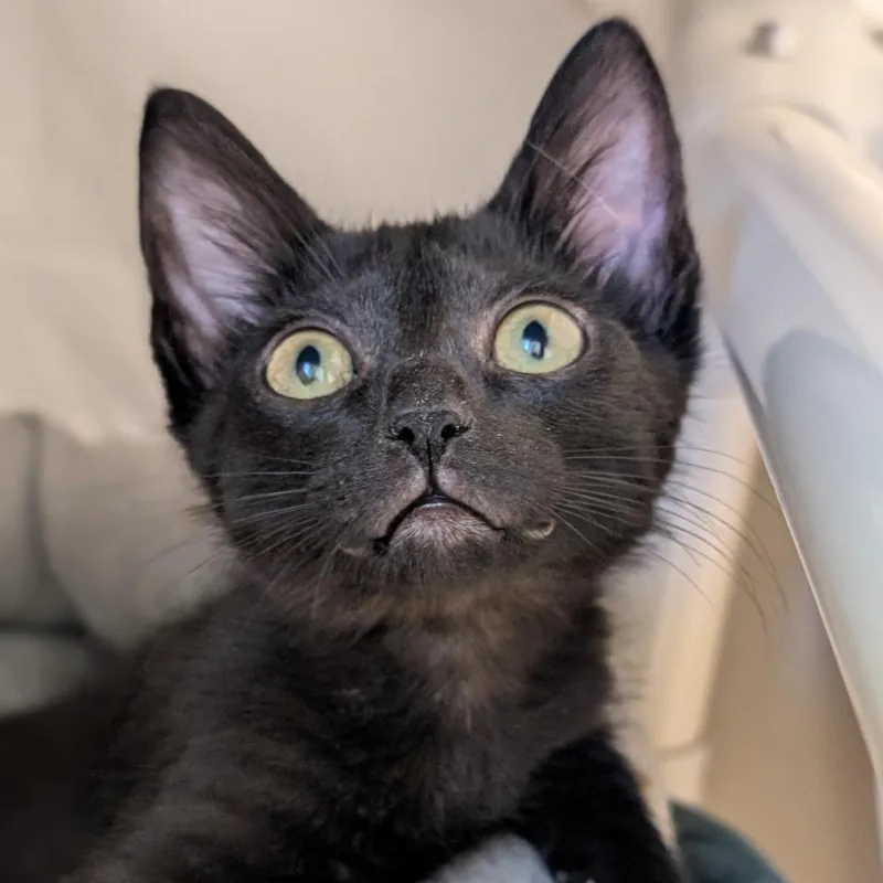 A baby small-sized male Black Domestic Short Hair cat named Nutmeg for adoption in Sonoma, CA