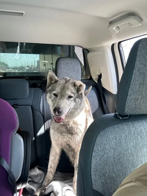 An adult large-sized female Husky dog named Wile for adoption in Chicago, IL