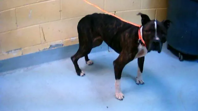 A young medium-sized female Boxer dog named Jetta for adoption in Tulsa, OK