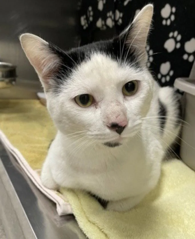 An adult medium-sized male Black & White / Tuxedo Domestic Short Hair cat named Toupee for adoption in Wheaton, IL