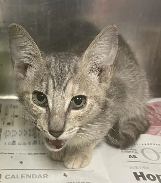 A baby medium-sized female Tabby cat named Jade for adoption in Wasco, CA