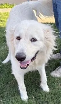 A young large-sized female White / Cream Great Pyrenees dog named Lyka for adoption in Dallas, TX
