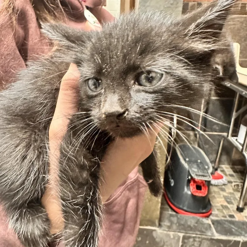 A baby small-sized male Black Domestic Short Hair cat named Sour Patch for adoption in Columbus, NC