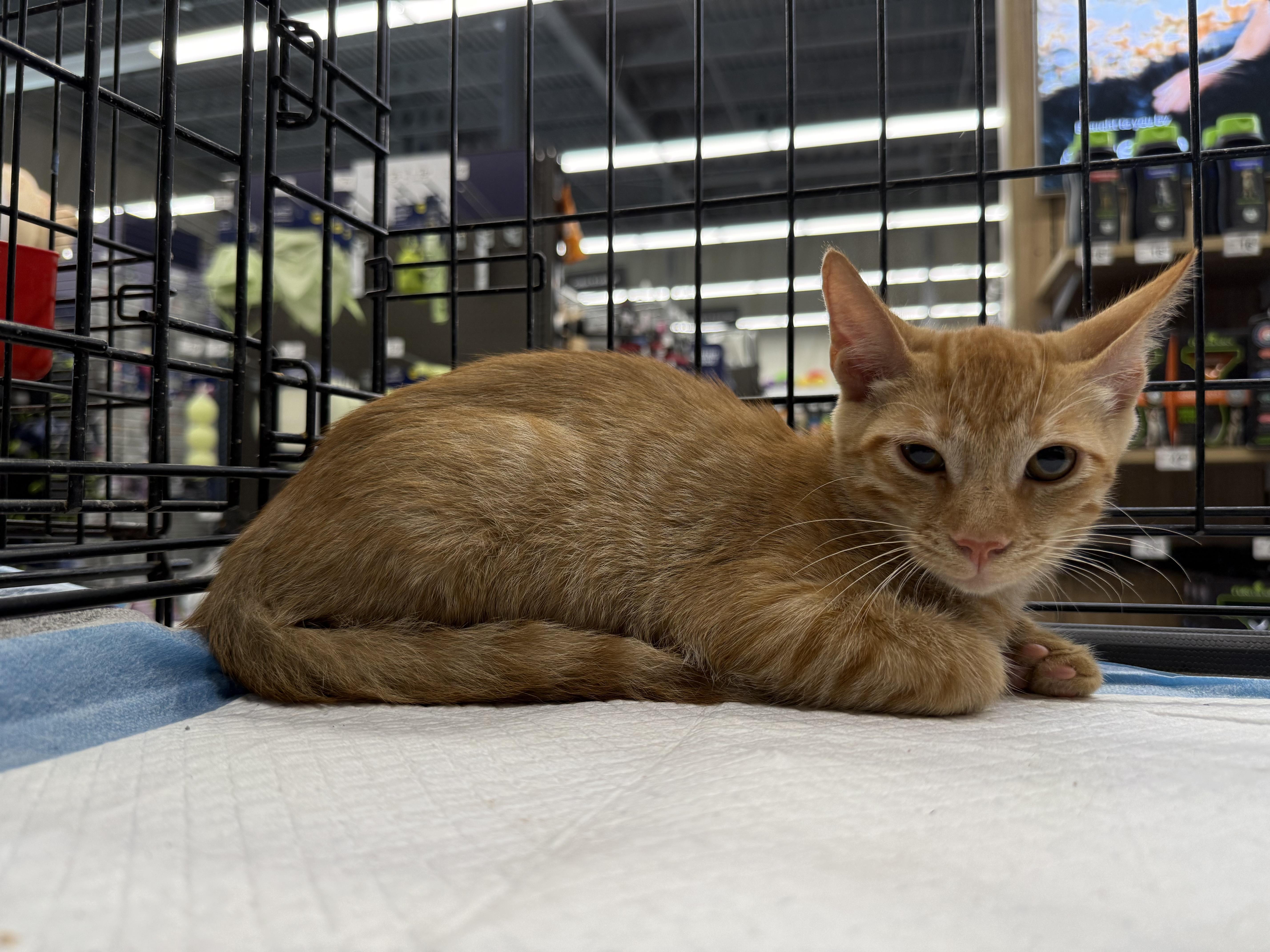 A baby medium-sized male Domestic Short Hair cat named Hammish for adoption in Intercession city , FL