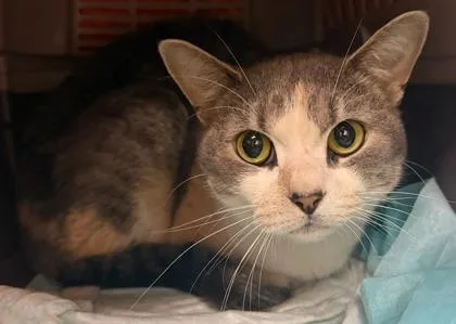 An adult small-sized female Domestic Short Hair cat named Anitta for adoption in Honolulu, HI
