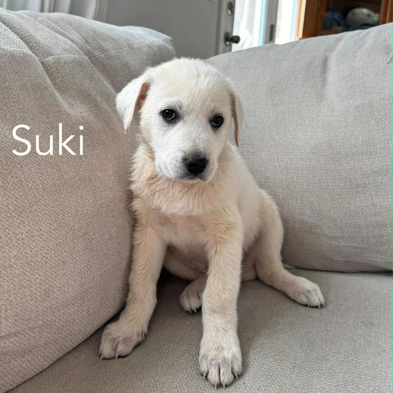 Suki