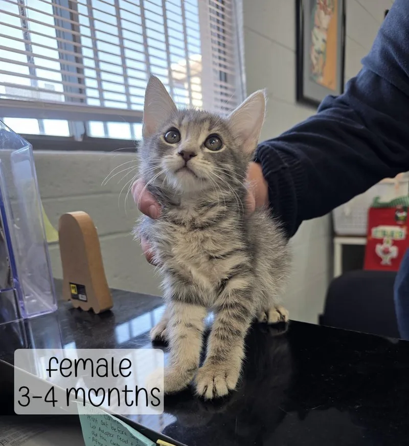 A baby medium-sized female Domestic Medium Hair cat named Darla for adoption in Holbrook, AZ